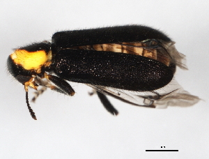  ( - 10PHMAL-1798)  @12 [ ] CreativeCommons - Attribution (2011) CBG Photography Group Centre for Biodiversity Genomics
