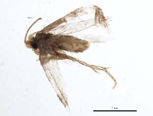  ( - 10PHMAL-2055)  @12 [ ] CreativeCommons - Attribution (2011) CBG Photography Group Centre for Biodiversity Genomics