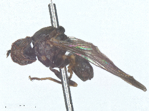  ( - 10PHMAL-2478)  @11 [ ] CreativeCommons - Attribution Share - Alike (2025) CBG Photography Group Centre for Biodiversity Genomics