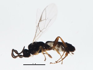  ( - BIOUG00820-B03)  @13 [ ] CreativeCommons - Attribution (2011) CBG Photography Group Centre for Biodiversity Genomics