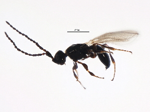  ( - BIOUG00845-F10)  @12 [ ] CreativeCommons - Attribution (2011) CBG Photography Group Centre for Biodiversity Genomics