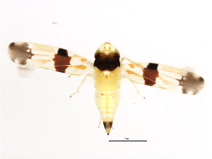  ( - BIOUG00917-E06)  @11 [ ] CreativeCommons - Attribution (2011) CBG Photography Group Centre for Biodiversity Genomics