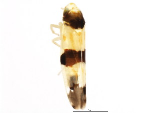  ( - BIOUG00917-E08)  @11 [ ] CreativeCommons - Attribution (2011) CBG Photography Group Centre for Biodiversity Genomics