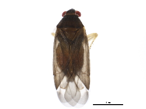  ( - BIOUG00935-F04)  @14 [ ] CreativeCommons - Attribution (2011) CBG Photography Group Centre for Biodiversity Genomics