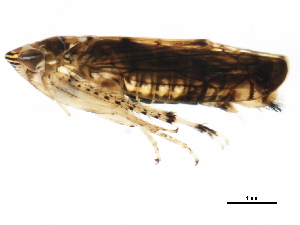  (Scaphoideus major - BIOUG00943-C08)  @13 [ ] CreativeCommons - Attribution (2011) CBG Photography Group Centre for Biodiversity Genomics