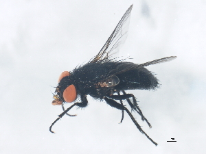  ( - BIOUG01359-D06)  @13 [ ] CreativeCommons - Attribution (2012) CBG Photography Group Centre for Biodiversity Genomics
