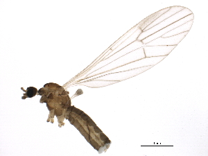  ( - BIOUG01580-F10)  @13 [ ] CreativeCommons - Attribution (2012) CBG Photography Group Centre for Biodiversity Genomics