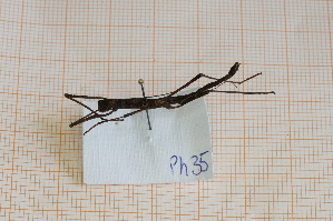  ( - Ph35)  @11 [ ] No Rights Reserved  Unspecified Unspecified