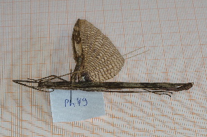  ( - Ph79)  @11 [ ] No Rights Reserved  Unspecified Unspecified