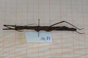  (Oreophoetini - Ph81)  @11 [ ] No Rights Reserved  Unspecified Unspecified