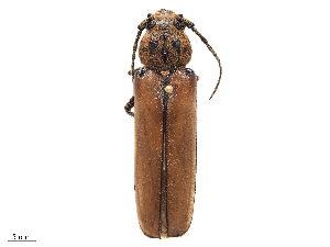  ( - CBG-B16504-A06)  @11 [ ] CreativeCommons - Attribution Share - Alike (2025) CBG Photography Group Centre for Biodiversity Genomics