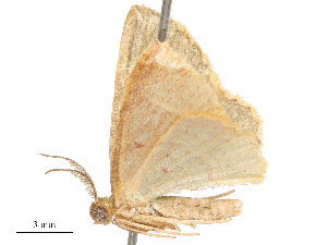  ( - CBG-B16504-D10)  @11 [ ] CreativeCommons - Attribution Share - Alike (2025) CBG Photography Group Centre for Biodiversity Genomics