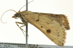  ( - BIOUG02250-F11)  @13 [ ] CreativeCommons - Attribution (2012) CBG Photography Group Centre for Biodiversity Genomics