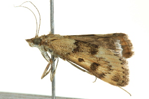  ( - BIOUG02250-H06)  @13 [ ] CreativeCommons - Attribution (2012) CBG Photography Group Centre for Biodiversity Genomics