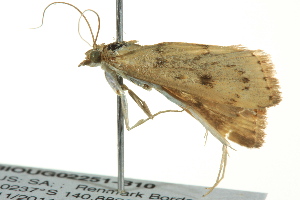  ( - BIOUG02251-B10)  @13 [ ] CreativeCommons - Attribution (2012) CBG Photography Group Centre for Biodiversity Genomics