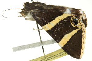  ( - BIOUG02251-E09)  @13 [ ] CreativeCommons - Attribution (2012) CBG Photography Group Centre for Biodiversity Genomics