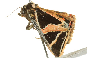  ( - BIOUG02251-E12)  @12 [ ] CreativeCommons - Attribution (2012) CBG Photography Group Centre for Biodiversity Genomics