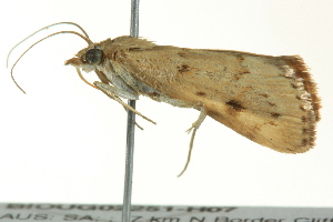  ( - BIOUG02251-H07)  @13 [ ] CreativeCommons - Attribution (2012) CBG Photography Group Centre for Biodiversity Genomics