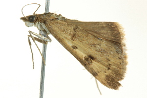  ( - BIOUG02252-A11)  @13 [ ] CreativeCommons - Attribution (2012) CBG Photography Group Centre for Biodiversity Genomics