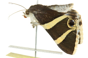  ( - BIOUG02252-E05)  @13 [ ] CreativeCommons - Attribution (2012) CBG Photography Group Centre for Biodiversity Genomics