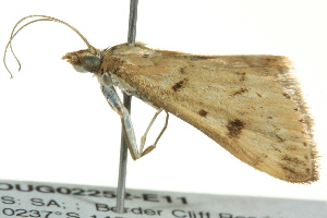  ( - BIOUG02252-E11)  @13 [ ] CreativeCommons - Attribution (2012) CBG Photography Group Centre for Biodiversity Genomics