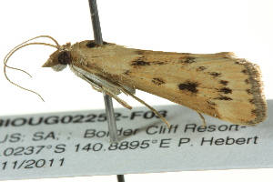  ( - BIOUG02252-F03)  @13 [ ] CreativeCommons - Attribution (2012) CBG Photography Group Centre for Biodiversity Genomics