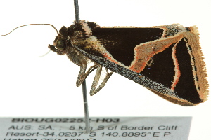  ( - BIOUG02252-H03)  @12 [ ] CreativeCommons - Attribution (2012) CBG Photography Group Centre for Biodiversity Genomics