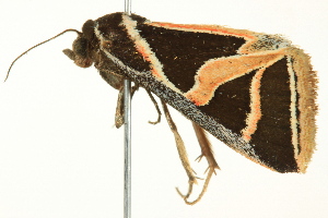  ( - BIOUG02253-A08)  @12 [ ] CreativeCommons - Attribution (2012) CBG Photography Group Centre for Biodiversity Genomics