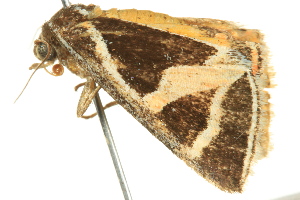  ( - BIOUG02253-B03)  @12 [ ] CreativeCommons - Attribution (2012) CBG Photography Group Centre for Biodiversity Genomics