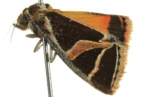  ( - BIOUG02253-C02)  @12 [ ] CreativeCommons - Attribution (2012) CBG Photography Group Centre for Biodiversity Genomics