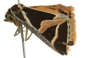  ( - BIOUG02253-C05)  @12 [ ] CreativeCommons - Attribution (2012) CBG Photography Group Centre for Biodiversity Genomics