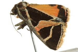  ( - BIOUG02253-C06)  @12 [ ] CreativeCommons - Attribution (2012) CBG Photography Group Centre for Biodiversity Genomics