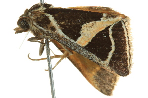  ( - BIOUG02253-C07)  @12 [ ] CreativeCommons - Attribution (2012) CBG Photography Group Centre for Biodiversity Genomics