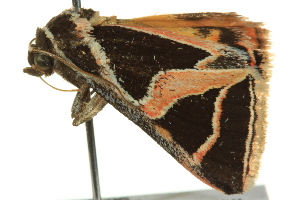  ( - BIOUG02253-E05)  @12 [ ] CreativeCommons - Attribution (2012) CBG Photography Group Centre for Biodiversity Genomics