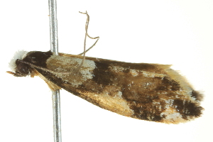  ( - BIOUG02218-D08)  @13 [ ] CreativeCommons - Attribution (2012) CBG Photography Group Centre for Biodiversity Genomics