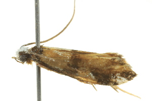  ( - BIOUG02247-B12)  @13 [ ] CreativeCommons - Attribution (2012) CBG Photography Group Centre for Biodiversity Genomics