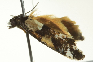  ( - BIOUG02247-C09)  @13 [ ] CreativeCommons - Attribution (2012) CBG Photography Group Centre for Biodiversity Genomics