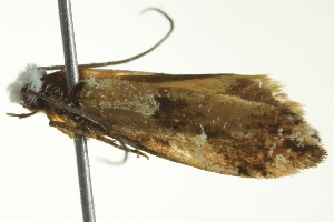  ( - BIOUG02247-D04)  @13 [ ] CreativeCommons - Attribution (2012) CBG Photography Group Centre for Biodiversity Genomics