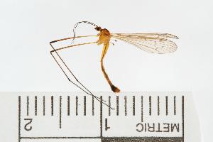 ( - 07PROBE-11002)  @13 [ ] CreativeCommons - Attribution (2008) CBG Photography Group Centre for Biodiversity Genomics