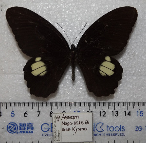  (Papilio castor - CAS01-01)  @11 [ ] Unspecified (default): All Rights Reserved (2019) Shaoji Hu Yunnan University