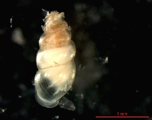  ( - 1131a_FRA_Haguenau)  @14 [ ] CreativeCommons - Attribution Non-Commercial Share-Alike (2011) Unspecified AG Phylogeny and Systematics, Goethe-University, Frankfurt a.M., Germany