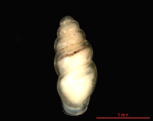  ( - 1131e_FRA_Haguenau)  @14 [ ] CreativeCommons - Attribution Non-Commercial Share-Alike (2011) Unspecified AG Phylogeny and Systematics, Goethe-University, Frankfurt a.M., Germany