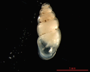  ( - 1133f_FRA_Gambsheim)  @14 [ ] CreativeCommons - Attribution Non-Commercial Share-Alike (2011) Unspecified AG Phylogeny and Systematics, Goethe-University, Frankfurt a.M., Germany