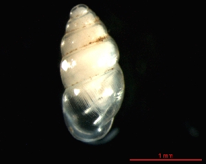  ( - 1142a_GER_Erdbach)  @14 [ ] CreativeCommons - Attribution Non-Commercial Share-Alike (2011) Unspecified AG Phylogeny and Systematics, Goethe-University, Frankfurt a.M., Germany