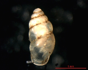  ( - 1171d_GER_Eppstein)  @14 [ ] CreativeCommons - Attribution Non-Commercial Share-Alike (2011) Unspecified AG Phylogeny and Systematics, Goethe-University, Frankfurt a.M., Germany