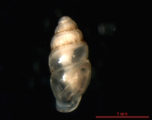  ( - 1171e_GER_Eppstein)  @14 [ ] CreativeCommons - Attribution Non-Commercial Share-Alike (2011) Unspecified AG Phylogeny and Systematics, Goethe-University, Frankfurt a.M., Germany