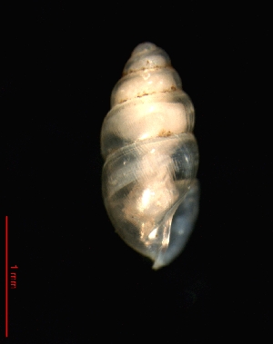  ( - 1171g_GER_Eppstein)  @14 [ ] CreativeCommons - Attribution Non-Commercial Share-Alike (2011) Unspecified AG Phylogeny and Systematics, Goethe-University, Frankfurt a.M., Germany