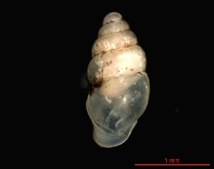  ( - 1171i_GER_Eppstein)  @14 [ ] CreativeCommons - Attribution Non-Commercial Share-Alike (2011) Unspecified AG Phylogeny and Systematics, Goethe-University, Frankfurt a.M., Germany