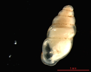  ( - 1227a_GER_Wehr)  @14 [ ] CreativeCommons - Attribution Non-Commercial Share-Alike (2011) Unspecified AG Phylogeny and Systematics, Goethe-University, Frankfurt a.M., Germany
