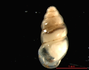  ( - 1227c_GER_Wehr)  @14 [ ] CreativeCommons - Attribution Non-Commercial Share-Alike (2011) Unspecified AG Phylogeny and Systematics, Goethe-University, Frankfurt a.M., Germany